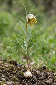 Himalayan Fritillary