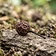 Cubeb