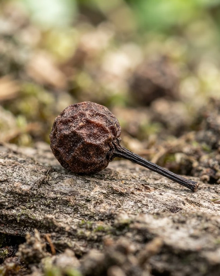 Cubeb