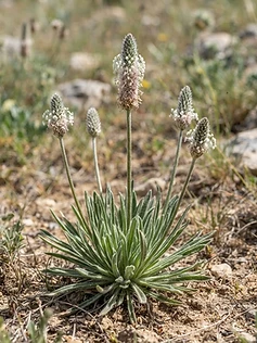 Psyllium