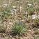 Psyllium