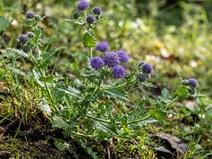 East Indian Globe Thistle