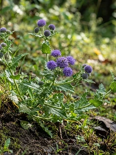 East Indian Globe Thistle
