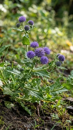 East Indian Globe Thistle