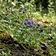 East Indian Globe Thistle