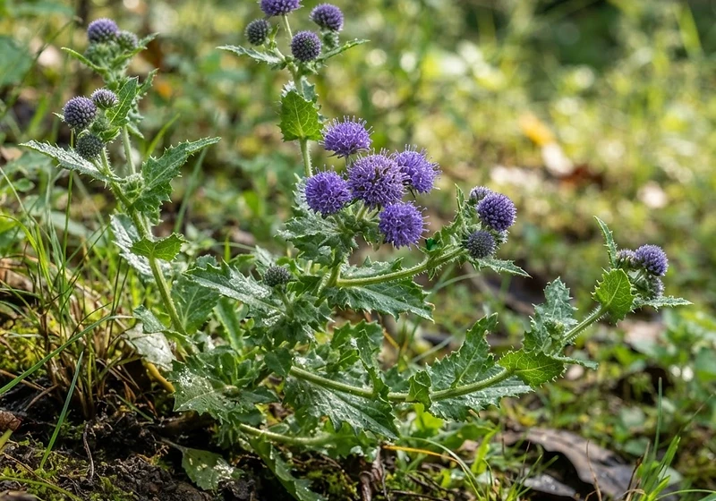 East Indian Globe Thistle