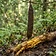 Indian Trumpet Flower