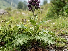 Costus Root
