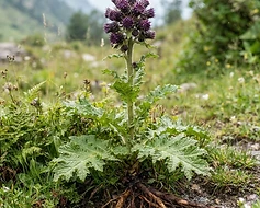 Costus Root