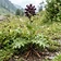 Costus Root