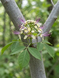 Three-leaved Caper