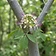 Three-leaved Caper