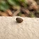 Celery Seed