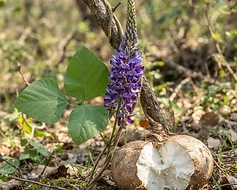 Indian Kudzu