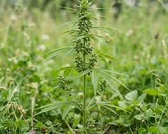 Hemp Seed