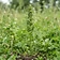 Hemp Seed