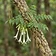 Indian Cork Tree
