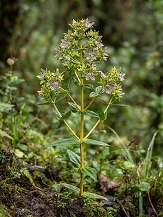 Chirata