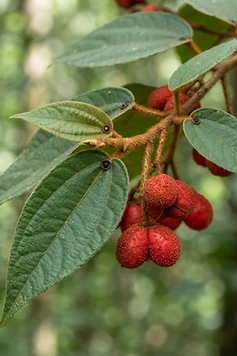 Kamala Tree