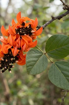 Flame of the Forest