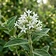 Indian Privet