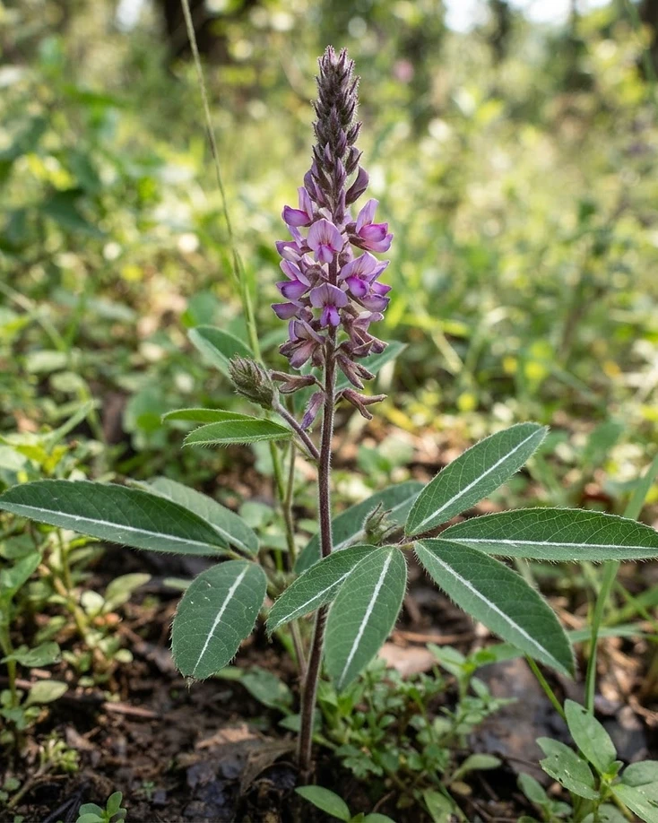 Prishniparni