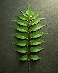 Neem