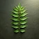 Neem