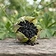 Black Cumin