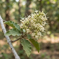 Indian Headache Tree