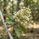 Indian Headache Tree