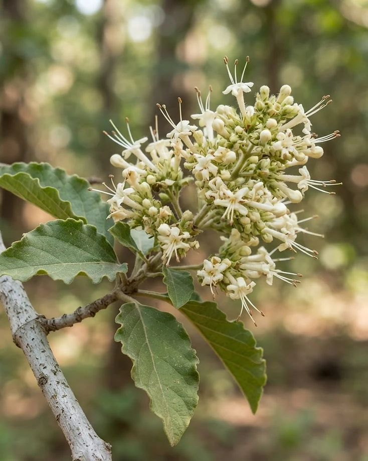 Indian Headache Tree