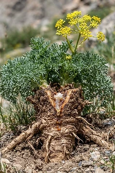 Asafoetida
