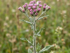 Little Ironweed