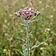 Little Ironweed