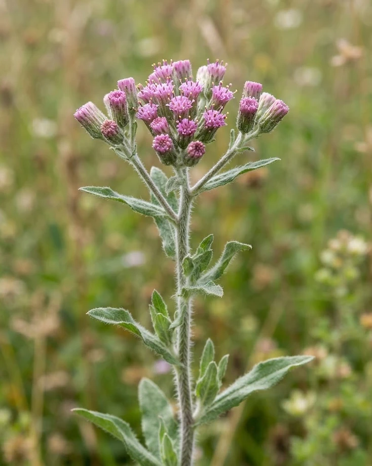 Little Ironweed