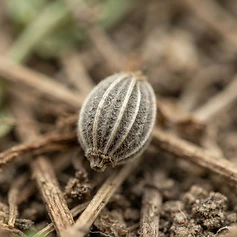 Ajwain