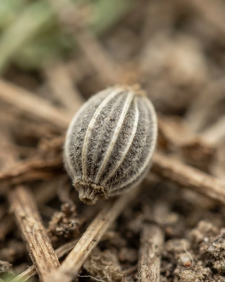 Ajwain