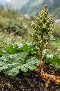 Himalayan Rhubarb