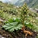 Himalayan Rhubarb