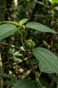Wild Croton