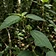 Wild Croton