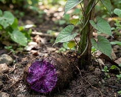 Purple Yam