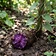 Purple Yam