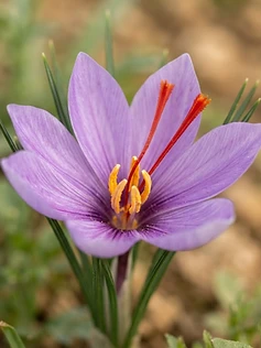 Saffron