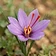 Saffron