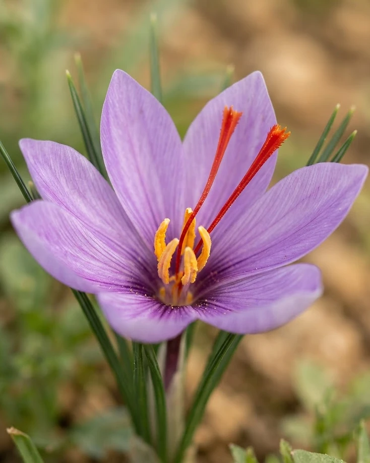 Saffron