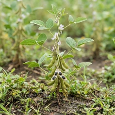 Black Soybean