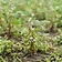 Black Soybean
