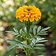 Marigold